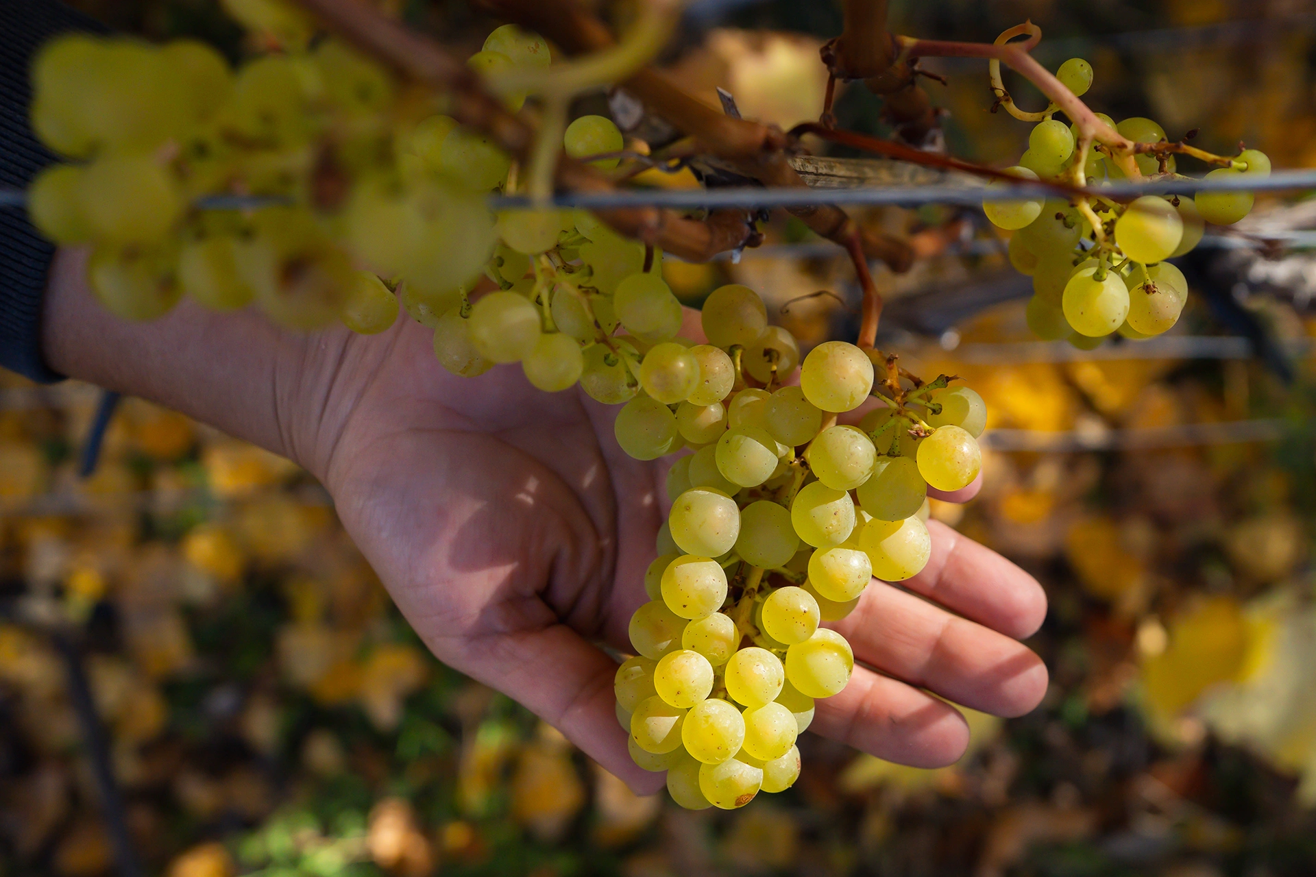 Winery